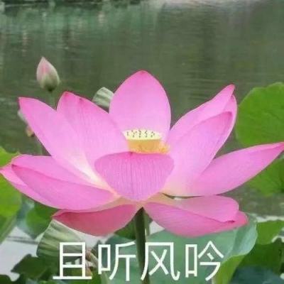 @河北群众 家乡未来咋发展？代省长邀您献一策